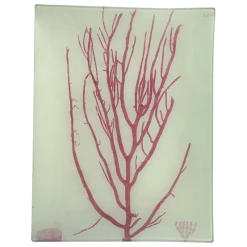 John Derian Decoupage #3 Seaweed (LX)