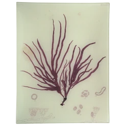 John Derian #6 Seaweed (LXXIV) Decoupage