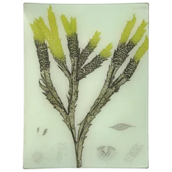 John Derian #7 Seaweed (CXXXVIII) Decoupage