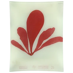 John Derian #9 Seaweed (XCVI)