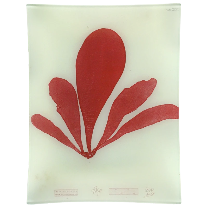 John Derian #9 Seaweed (XCVI) 3 John Derian #9 Seaweed (XCVI)