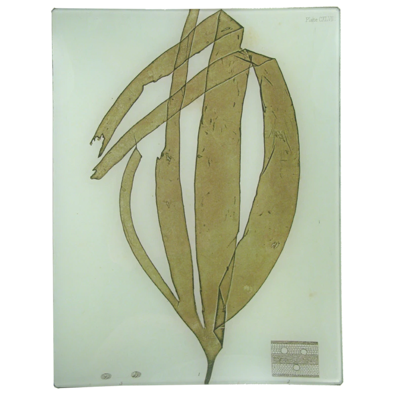 John Derian #10 Seaweed (CXLVII) Decoupage 3 John Derian #10 Seaweed (CXLVII) Decoupage