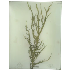 John Derian #12 Seaweed (CLXVIII) Decoupage