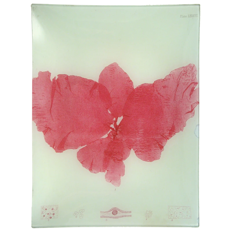 John Derian Decoupage #13 Seaweed (LXXXVII) 3 John Derian Decoupage #13 Seaweed (LXXXVII)