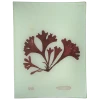 John Derian Decoupage #14 Seaweed (XCIa)