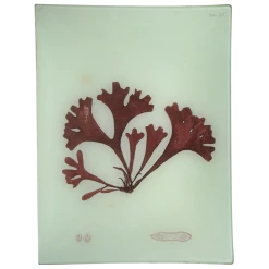 John Derian Decoupage #14 Seaweed (XCIa)