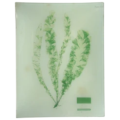 John Derian Decoupage #18 Seaweed (CCIV)