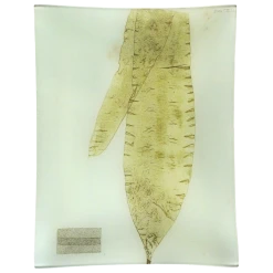 John Derian #19 Seaweed (CXLIX)