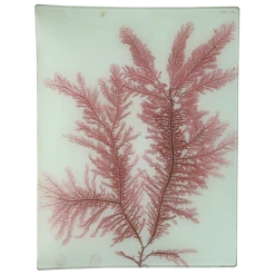 John Derian #22 Seaweed (CX) Decoupage