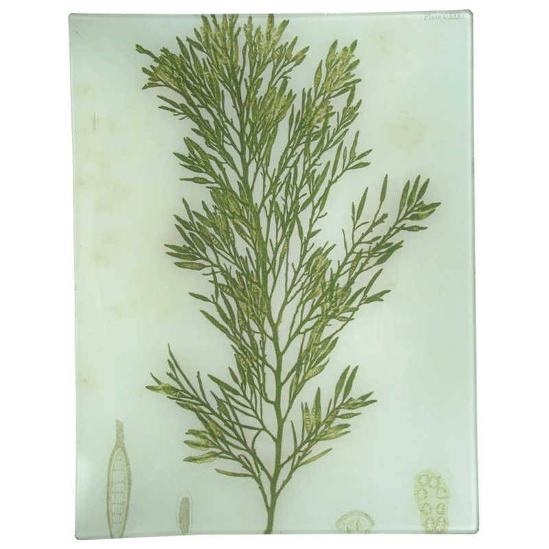 John Derian Decoupage #23 Seaweed (CXXX) 3 John Derian Decoupage #23 Seaweed (CXXX)