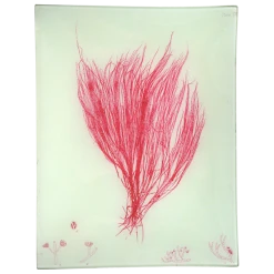 John Derian #24 Seaweed (CXV)