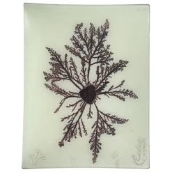 John Derian Decoupage #25 Seaweed (XXXII)