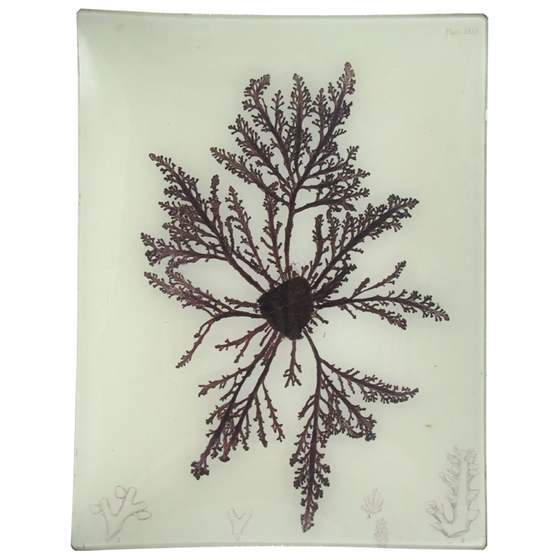 John Derian Decoupage #25 Seaweed (XXXII) 3 John Derian Decoupage #25 Seaweed (XXXII)