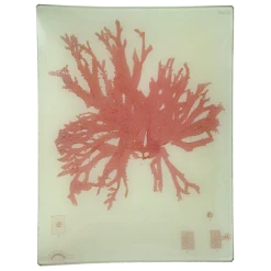 John Derian #26 Seaweed (CCV) Decoupage