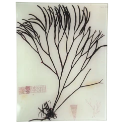 John Derian Decoupage #30 Seaweed (XCIII)