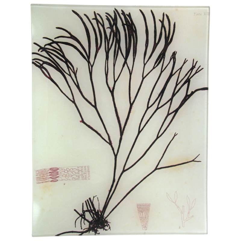 John Derian Decoupage #30 Seaweed (XCIII) 3 John Derian Decoupage #30 Seaweed (XCIII)