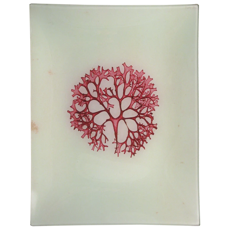 John Derian Decoupage #31 Seaweed (CCII) 3 John Derian Decoupage #31 Seaweed (CCII)