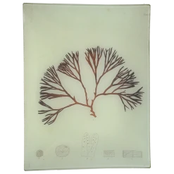 John Derian Decoupage #33 Seaweed (LXIV)