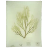 John Derian Decoupage #35 Seaweed (CLVIII)