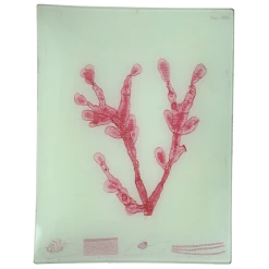 John Derian #36 Seaweed (LXXXVIII) Decoupage