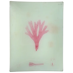 John Derian Decoupage #37 Seaweed (LXXIII)