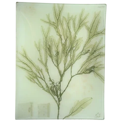 John Derian Decoupage #38 Seaweed (CLV)