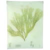 John Derian #43 Seaweed (CLVa)