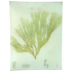 John Derian #43 Seaweed (CLVa)