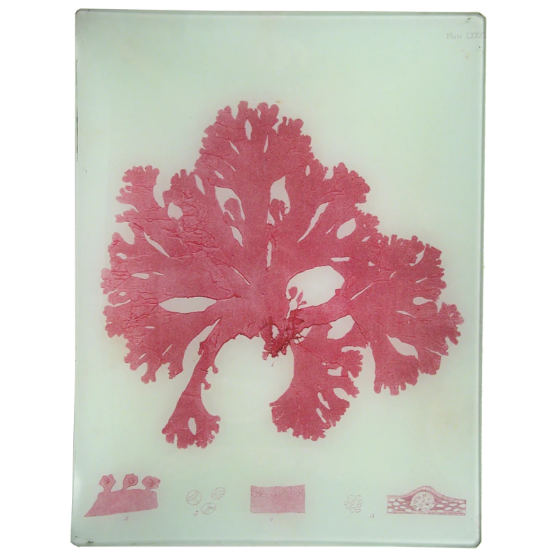 John Derian #44 Seaweed (LXXVL) 3 John Derian #44 Seaweed (LXXVL)