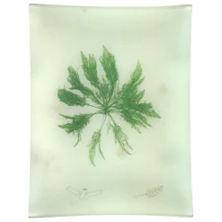 John Derian Decoupage #48 Seaweed (CCXXXIV)