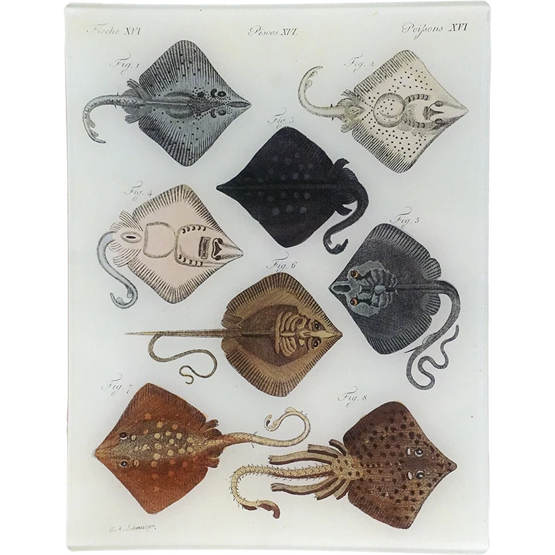 John Derian Decoupage Skate 3 John Derian Decoupage Skate