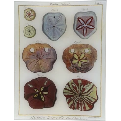 John Derian Decoupage Urchin Pl. 147