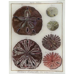 John Derian Urchin Pl. 150 Decoupage