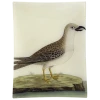 John Derian Decoupage #16 - Great Gray Gull