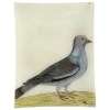 John Derian Decoupage #15 - Stock Dove 1 John Derian Decoupage #15 - Stock Dove