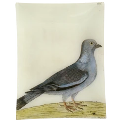John Derian Decoupage #15 - Stock Dove