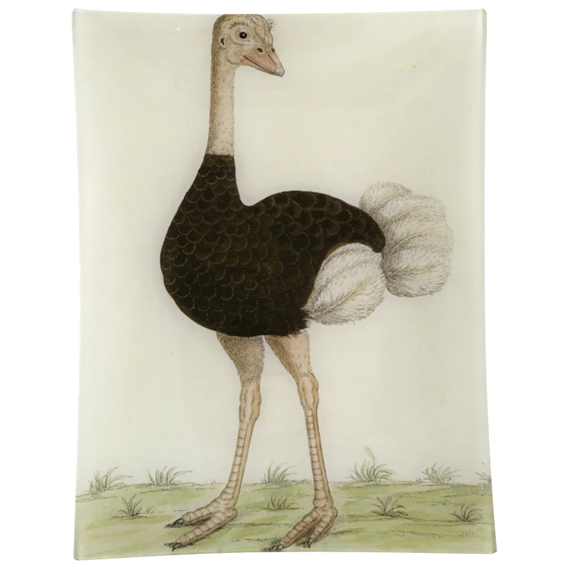 John Derian Decoupage #24 - Ostrich 3 John Derian Decoupage #24 - Ostrich
