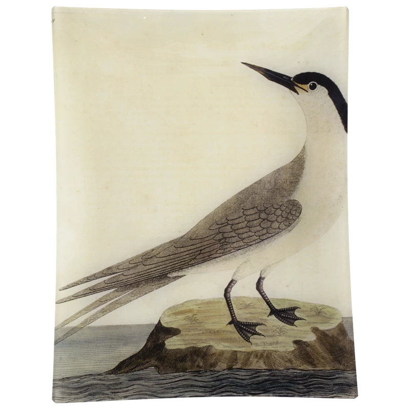 John Derian #38 - Greater Sea Swallow 3 John Derian #38 - Greater Sea Swallow