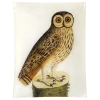 John Derian Decoupage #1 - Great Brown Owl
