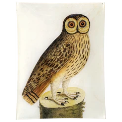 John Derian Decoupage #1 - Great Brown Owl