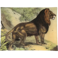 John Derian Lion