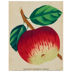 John Derian Duchess Apple (p 131) Decoupage