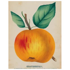 John Derian Gravenstein Apple (p 132) Decoupage