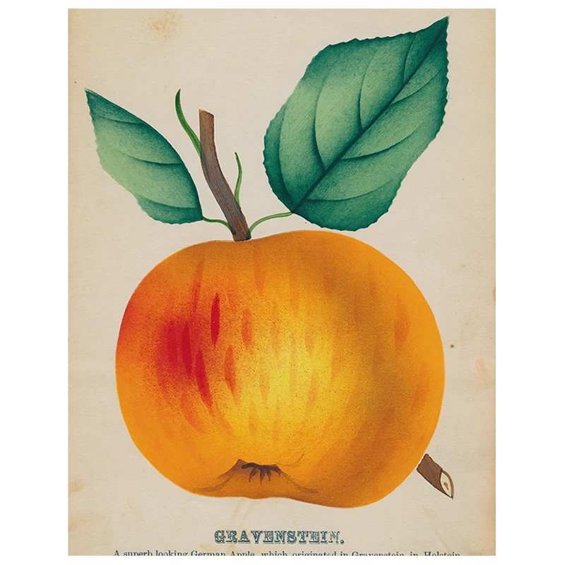 John Derian Gravenstein Apple (p 132) Decoupage 3 John Derian Gravenstein Apple (p 132) Decoupage