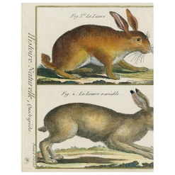 John Derian Rabbit (p 137) Decoupage