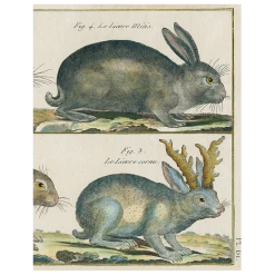 John Derian Decoupage Rabbit (p 138)