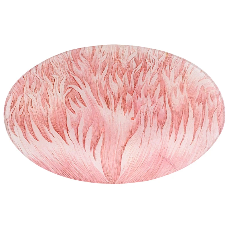 John Derian Pink Crested Poppy 3 John Derian Pink Crested Poppy