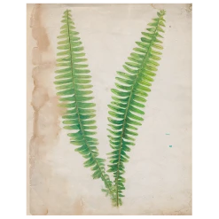 John Derian Painted Ferns (p 139)