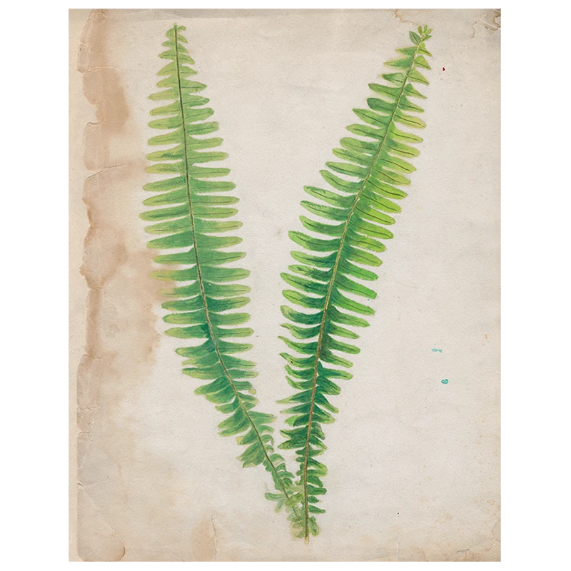 John Derian Painted Ferns (p 139) 3 John Derian Painted Ferns (p 139)