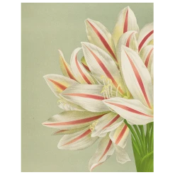 John Derian Brunswigia Massaiana (p 141)